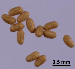 Hypericum gramineum seeds with longitudinal ridges.
 © Landcare Research 2010 